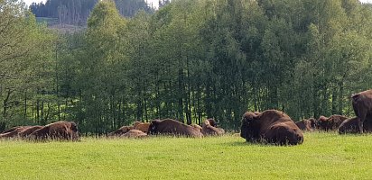 V okolní jsou 2 bizoní farmy